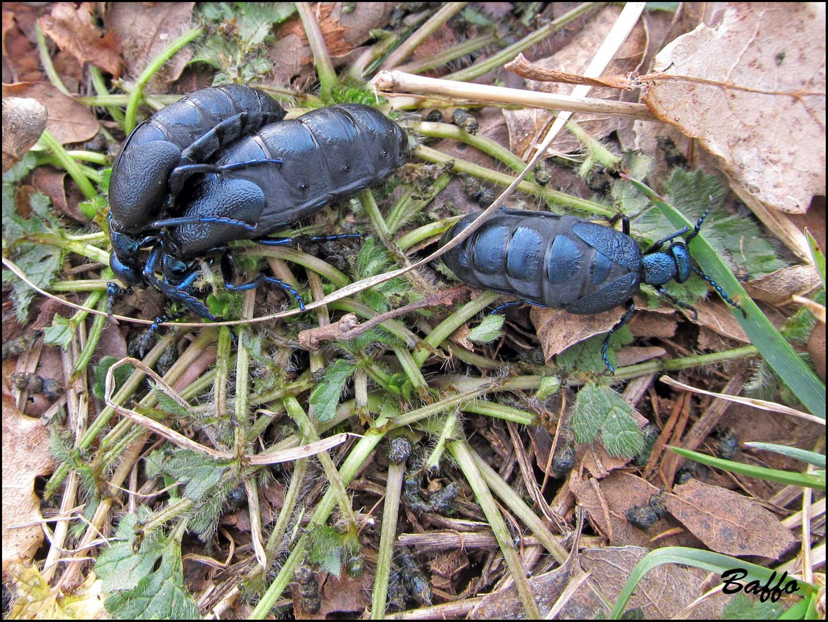 Meloe proscarabaeus in accoppiamento?